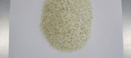 ricefinal