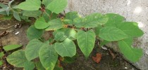 japanese knotweed 4