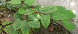 japanese knotweed 4