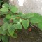 japanese knotweed 4