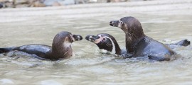 penguins