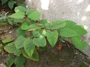 japanese knotweed 4